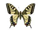 Papilio_machaon_2.JPG